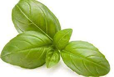 LM248_20 Basil